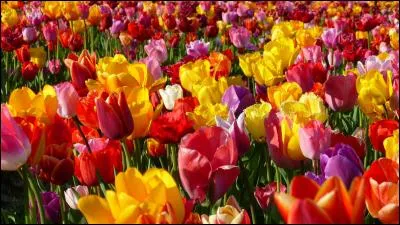 Qui a chanté "Y'a le printemps qui chante" ?