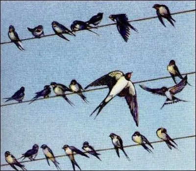 Indices : Bonjour, bonjour les hirondelles !