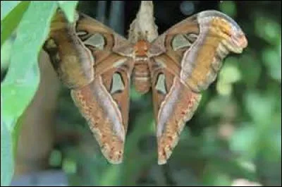 Comment appelle-t-on la faculté de voir la nuit que l'on observe chez certains animaux ou individus ?