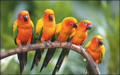 "Faire le perroquet" c'est :