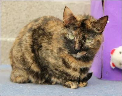 Dans la liste ci-dessous, cochez les chattes étant écaille-de-tortue. (Attention, il y a un piège !)