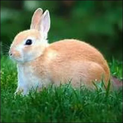 Les lapins ne sont pas des rongeurs mais que sont-ils ?