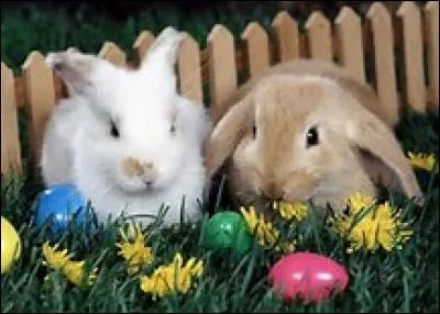 Quel nom de lapin n'existe pas ?