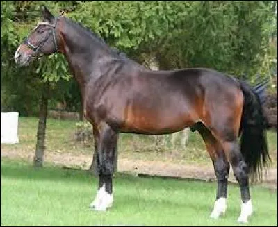 Quelle est cette race ?