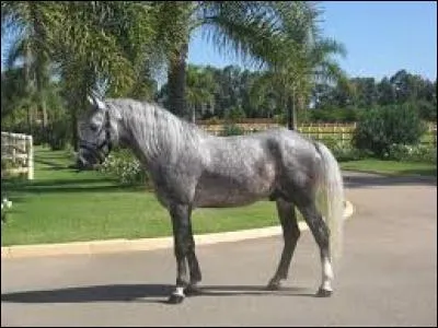 Quelle est cette race ?