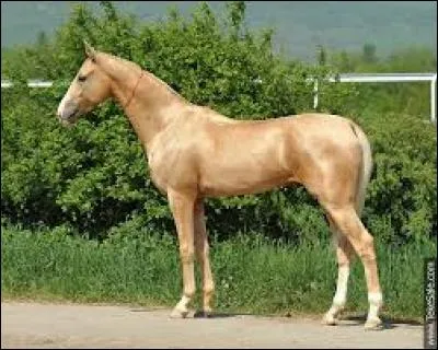 Quelle est cette race ?