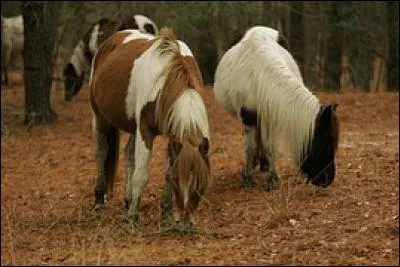 Quelle est la plus petite race de poneys ?