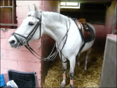Lorsque l'on selle un poney ou un cheval au box, que met-on en premier ?