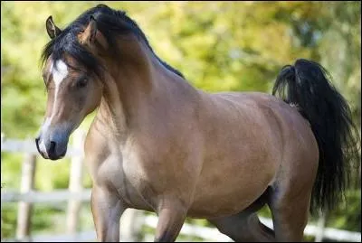 Quelle est la particularit&eacute; de l'arabe ?