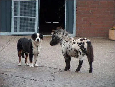 Quel est le cheval le plus petit du monde ?