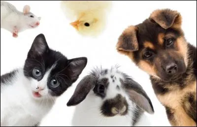 Parmi ces animaux, lequel n'est pas un mammifère ?