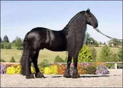 Ce cheval est un pur-sang arabe.