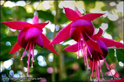 Allez les enfants, c'est la derni&egrave;re question, sur l'image, combien voyez-vous de magnolias ?