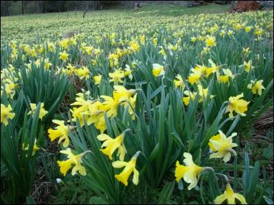 Regardez, le printemps est l&agrave;. Que voyez-vous ?