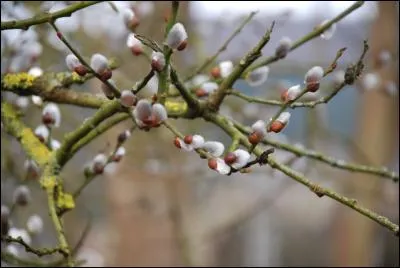 Au printemps, les arbres...
