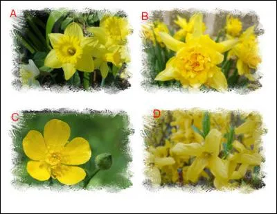 Je m'appelle « Grenouillette », « Fleur de l'impatience », « Gobet du diable » à cause de mes propriétés toxiques. Je suis représentée en :