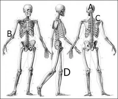La scapula est représentée en :