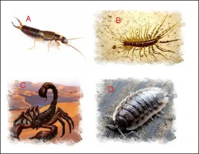 L'insecte se trouve en :