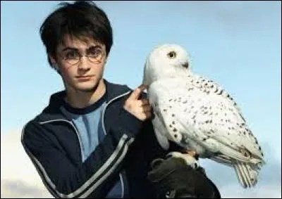 Dans les films, Hedwige est jouée par des mâles.