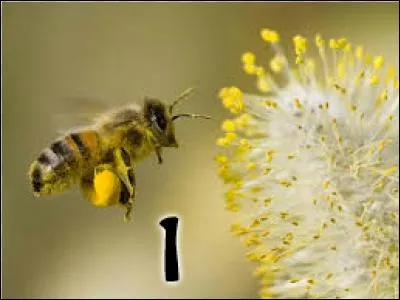 1 - Achetez des mouchoirs. Car le printemps est la saison du pollen et des allergies. D'ailleurs, sauriez-vous me dire ce que le pollen produit ?