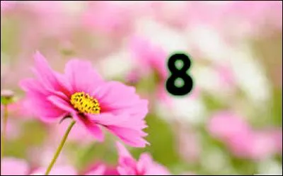 8 - Vous éblouir devant les petites fleurs de votre jardin. C'est bien beau tout ça, mais sachez que ces jolies fleurs sont là depuis deux mois car nous n'avons pas réellement eu d'hiver. Cherchez, peut-être trouverez-vous des roses blanches. Dans la chanson de Berthe Sylva, à qui offre-t-on les roses blanches ?