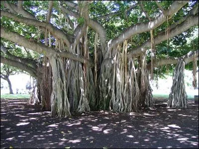 Le banian est l'un des arbres utilisés pour la confection du tapa. Quelle partie va nous intéresser ?