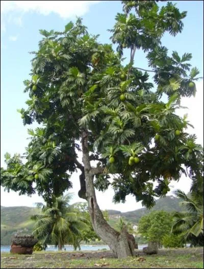 Quel autre arbre peut-on utiliser pour fabriquer le tapa ?