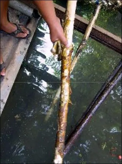 Il consiste à gratter ou à peler l'épiderme de l'écorce externe. De quel procédé s'agit-il ?