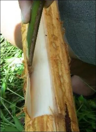 Quel outil utilise-t-on pour soulever le liber au moment de l'écorçage ?