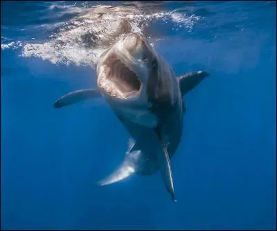 Quel est le requin le plus dangereux ?