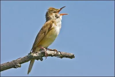 Quelle est la plus grande rousserolle de France ?