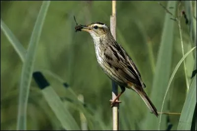 Quel est cet autre oiseau des roselières, cette fois-ci beaucoup plus rare ?