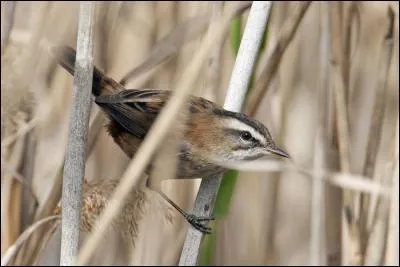 Cet oiseau vit aussi dans les roselières, mais est plutôt cantonné à l'Europe méridionale. C'est...