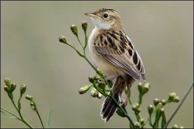 Cet oiseau aime les climats chauds, au Nord de son aire de répartition, on le trouve sur la côte. Ce passereau se nomme...