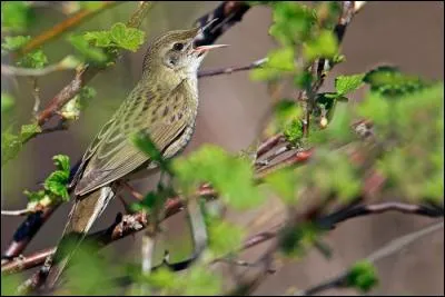 Quel est ce migrateur transsaharien, que l'on peut voir en Europe de mars à septembre ?
