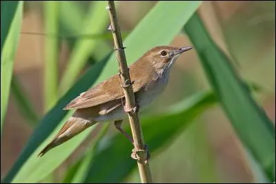 Quel est cet animal inféodé aux grandes et hautes roselières ?