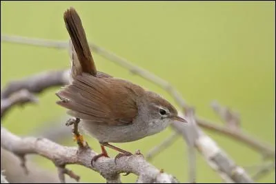 Quel est cet oiseau que l'on entend régulièrement chanter mais que l'on ne voit presque jamais ?