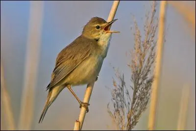 Quelle est cette rousserolle, la plus commune en France ?