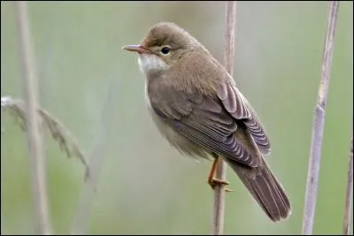 Quelle est cette rousserolle que l'on trouve plutôt dans les prairies humides ?