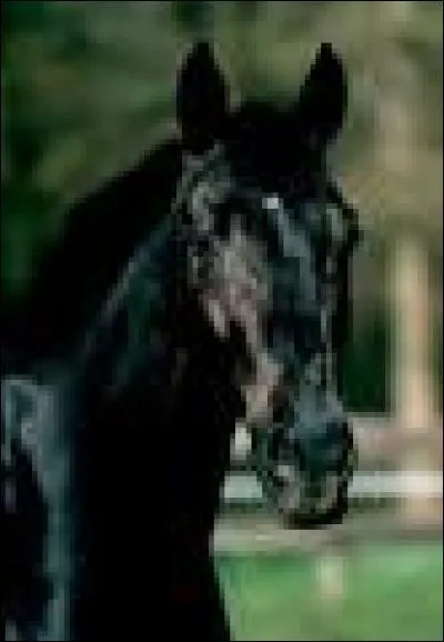 Jappeloup est un cheval de race pure.