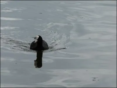 Indices : étangs, rivières, lacs, macroule !