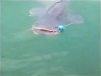 Indices : Enorme, moustaches, capable de s'adapter !