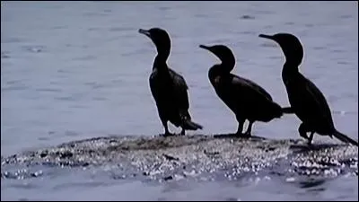 Indices : Poissons, plongeon, vorace, protégé !