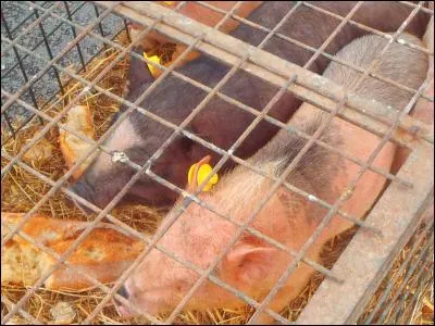 Indices : Soie, goret, lard !