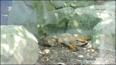 Indices : Alpha, bêta, meute !