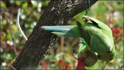 Indices : Invasive, Europe, venue d'Afrique et d'Asie !