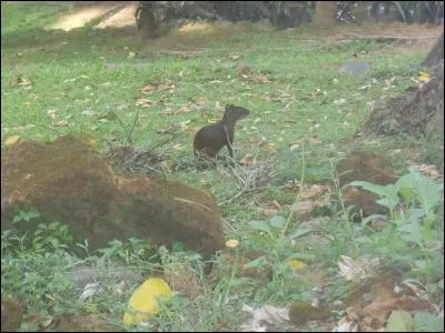 Indices : Rongeur, Amérique, diurne !