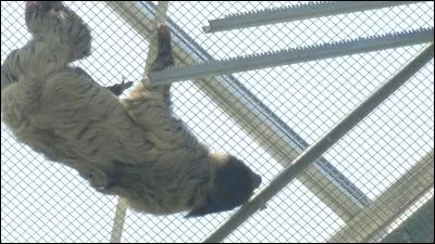 Indices : Mammifère, Amazonie, lent !