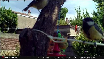 Indices : Nonette, bleue, huppée, charbonnière !