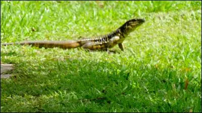 Indices : Reptile, Amazonie, prédateur !